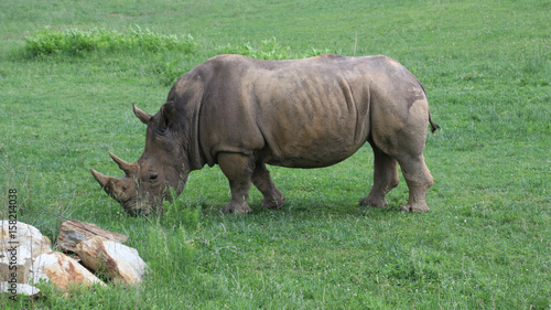 Rhinos at the North Carolina Zoo