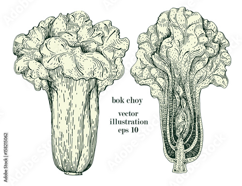 Chinese cabbage, bok choy hand drawn vector illustration set. Retro Vegetable engraved style object. Can be use for menu, label, farm market