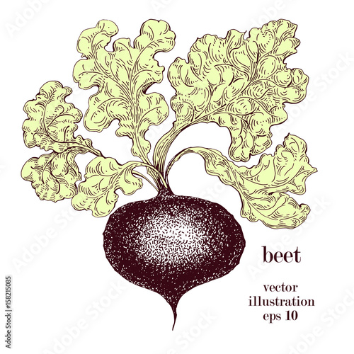 Beet, beetroot hand drawn vector illustration. Retro Vegetable engraved style object. Can be use for menu, label, farm market