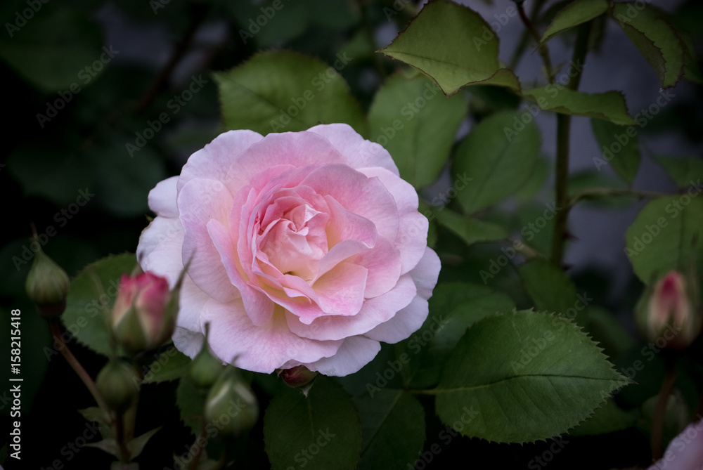 Rose d'été 03 Rose d'été 03