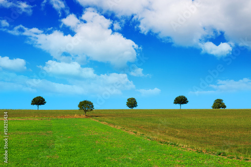 Summer landscape with trees .