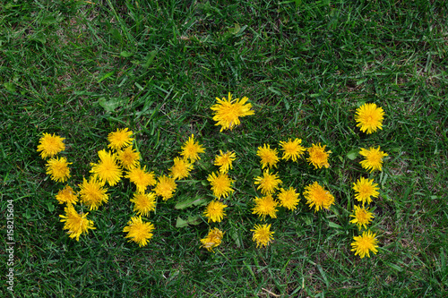 inscription wifi of dandelions on the lawn,top view