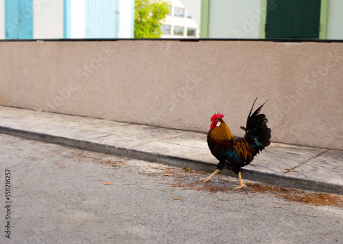 Rooster strutting in the street