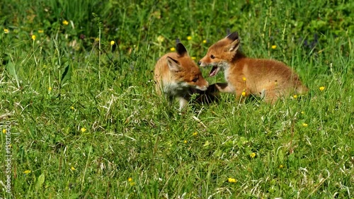 Wildtiere in der Stadt - Wild animals in the city photo