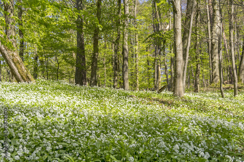 sunny forest scenery with ramsons