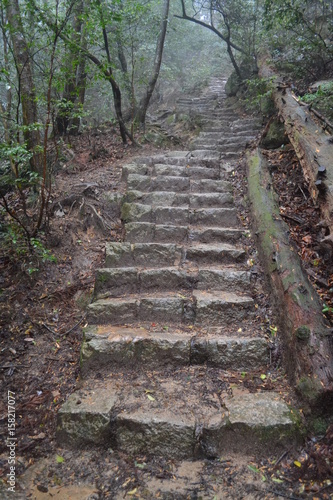 Escalier dans la for  t