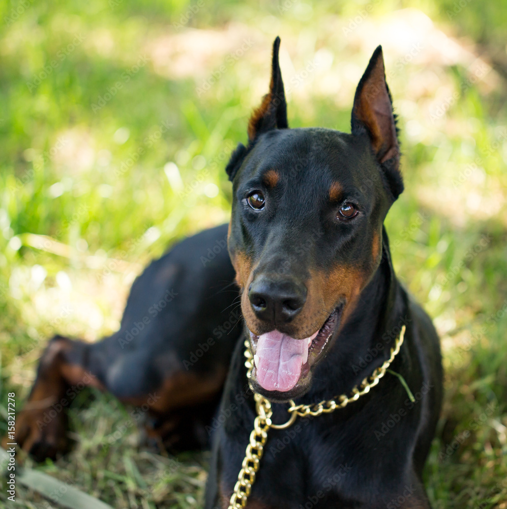 A portrait of a thoroughbred dog in nature A portrait of a thoroughbred dog in nature
