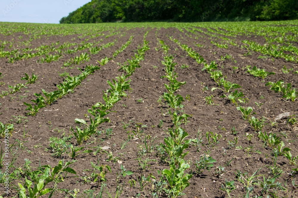 Agricultural field with growing sugar beets. Beetroot sprouts