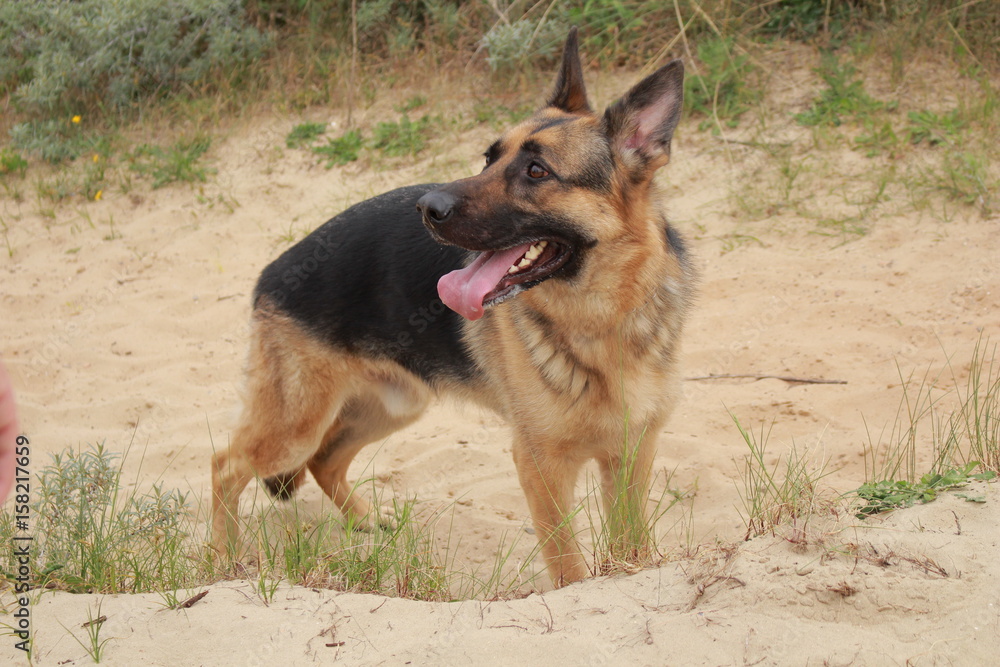 Fototapeta premium chien berger allemand dans les dunes qui attend son maître