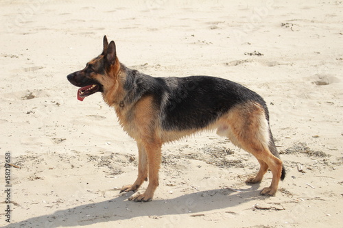 chien berger allemand dans les dunes qui attend son maître © Nono&Jessi