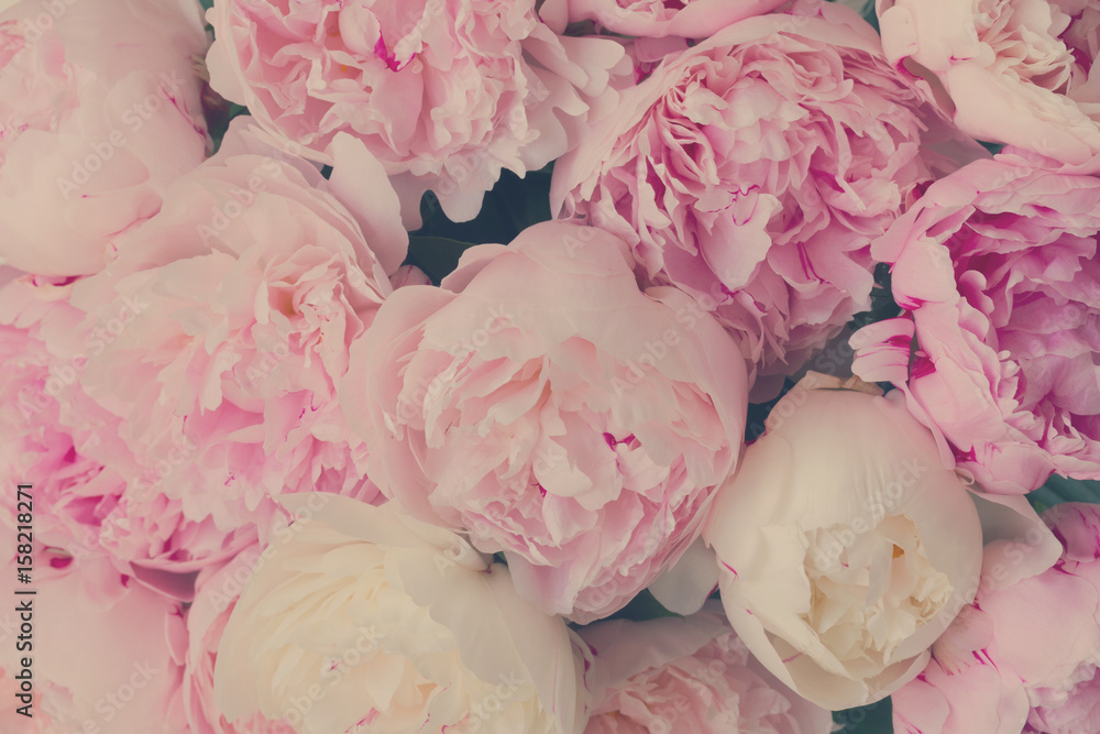 Naklejka Różowy kwiecisty tło świezi różowi peonia kwiaty, retro stonowany