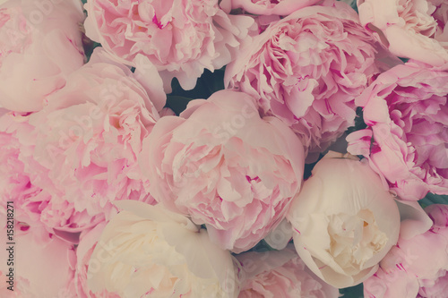 Fototapeta Różowy kwiecisty tło świezi różowi peonia kwiaty, retro stonowany