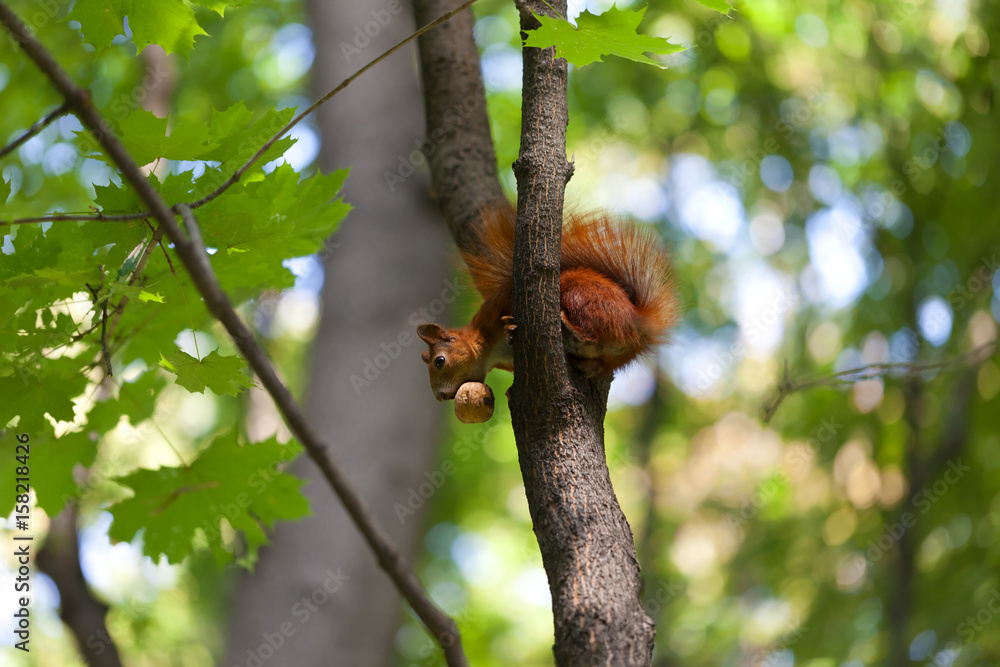 Red squirrel on tree with walnut in mouth and looking down