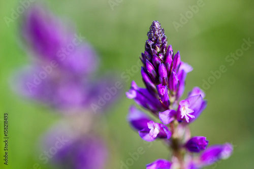 Closeup of a willow-herb flower on the meadow  macro shot