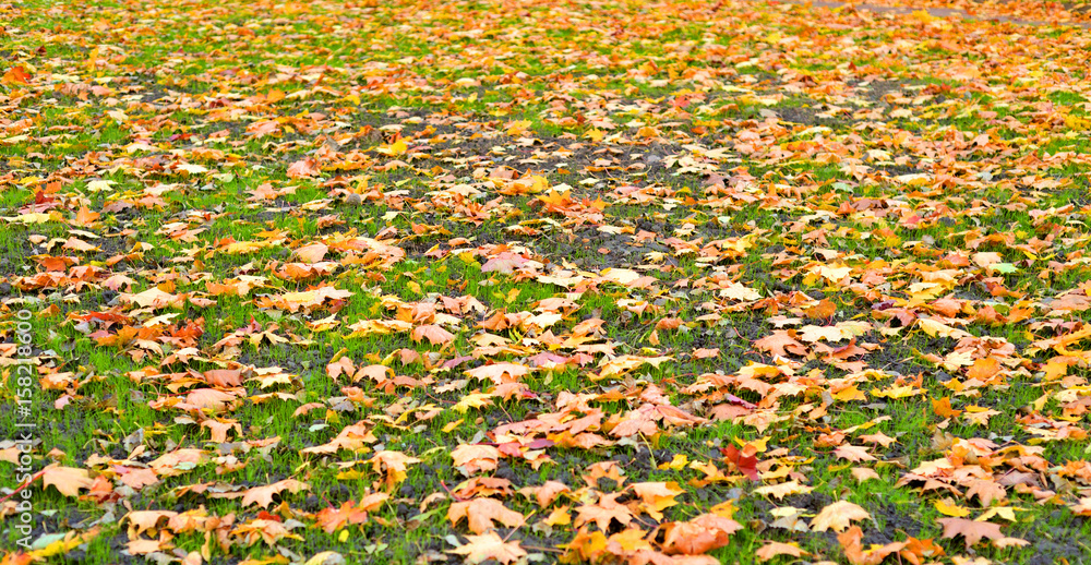Lawn with yellow autumn leaves.