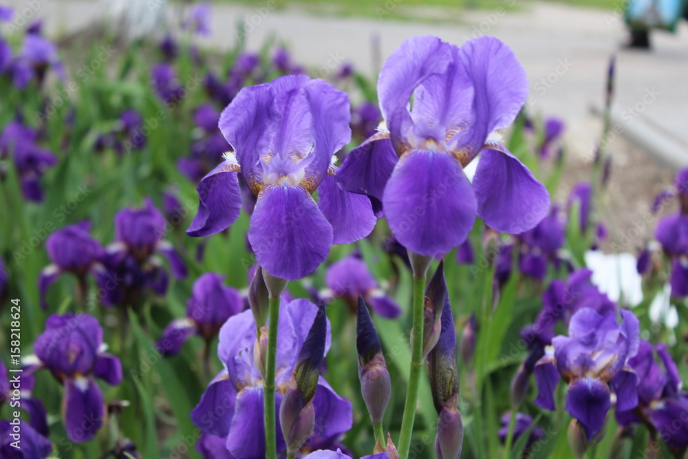 spring flower spring flower