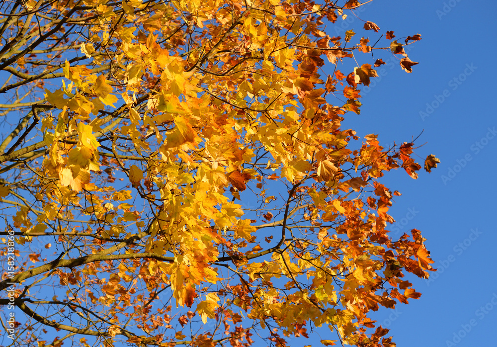 Maple tree at autumn.