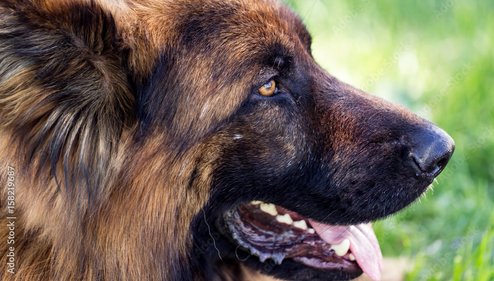 A portrait of a thoroughbred dog in nature A portrait of a thoroughbred dog in nature