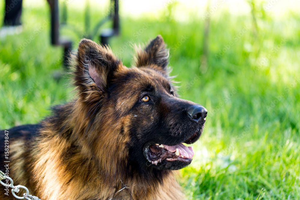 A portrait of a thoroughbred dog in nature A portrait of a thoroughbred dog in nature