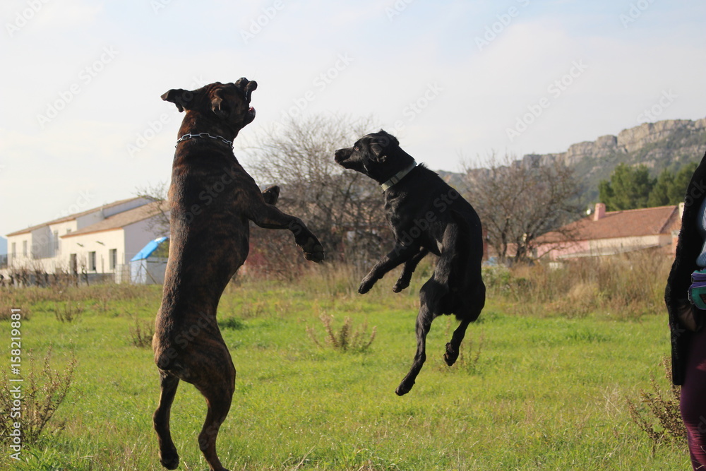 chiens qui sautent cane corso et labrador