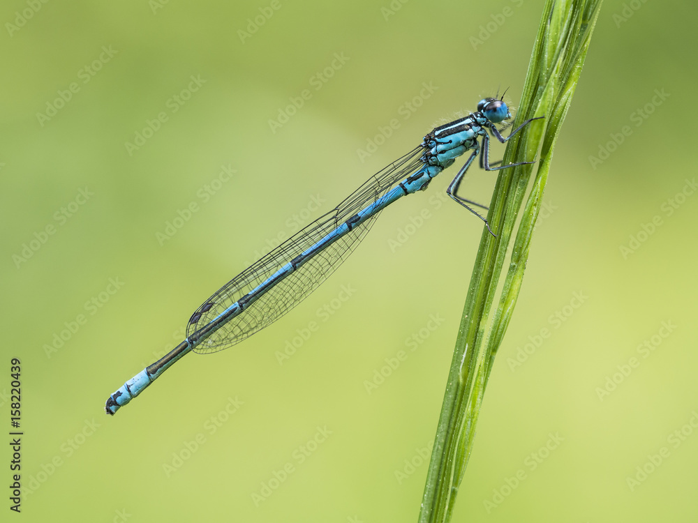 Eine Azurjungfer (Libelle) sitzt an einem Grashalm. Eine Azurjungfer (Libelle) sitzt an einem Grashalm.