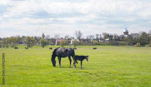 Rural landscape with horses and foal grazing on green meadow, village in distance