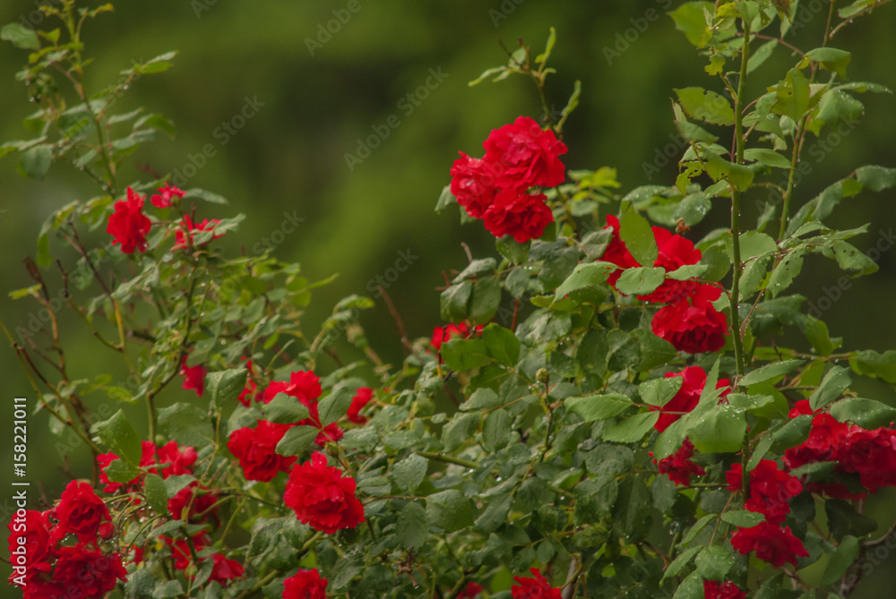 red roses blooming red roses blooming