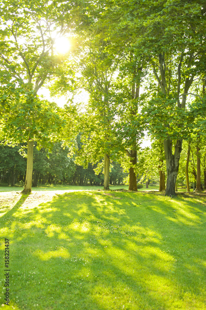 Naklejka premium 公園 太陽光