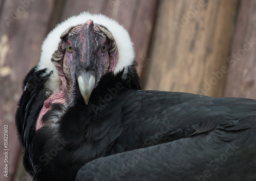 The head of the Andean condor in front
