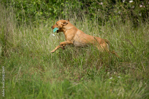 Gun Dog Training