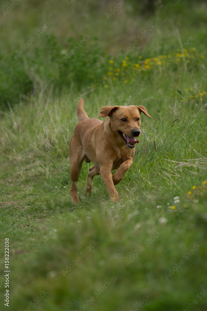 Gun Dog Training Gun Dog Training