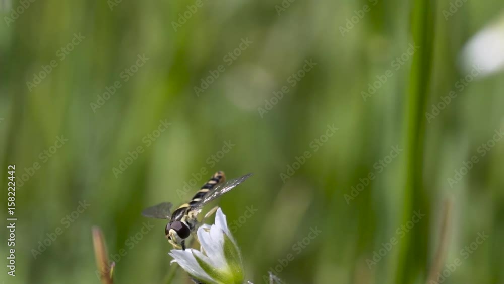 Schwebfliege (Syrphidae) hebt ab Schwebfliege (Syrphidae) hebt ab