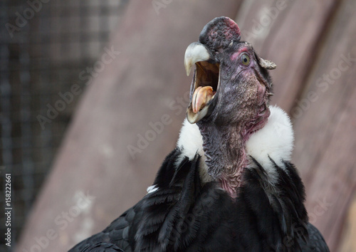 fullface of screaming andean condor in the park
