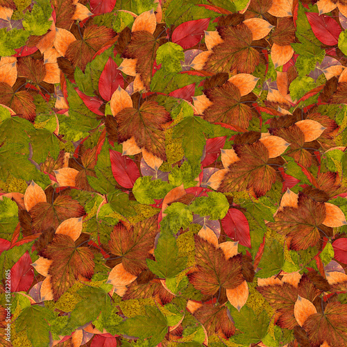 seamless background with bright multicolored leaves of raspberry, hawthorn, aspen