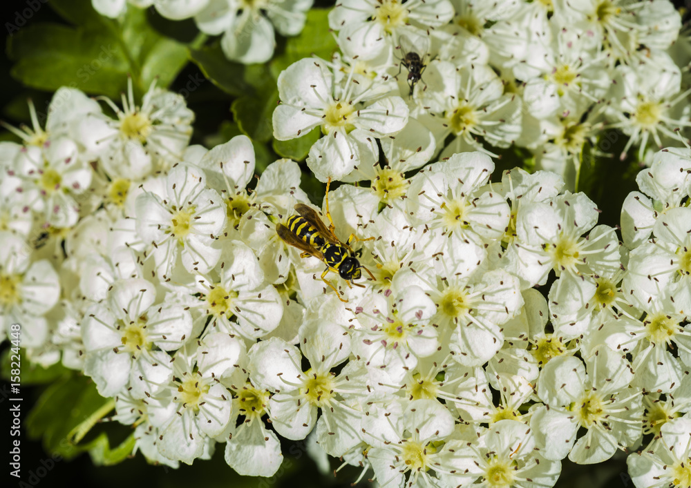 Wasp collecting pollen from little white flowers Wasp collecting pollen from little white flowers