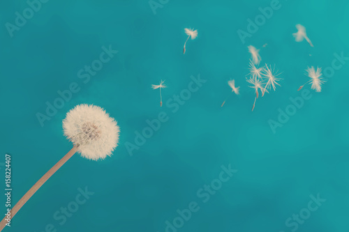 Fototapeta Naklejka Na Ścianę i Meble -  White dandelion head blowball with flying seeds on blue background, retro toned