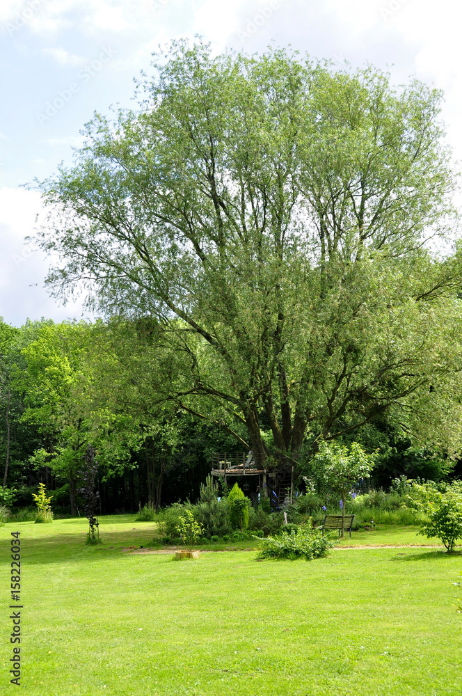 Vieux saule, terrasse surélevée 