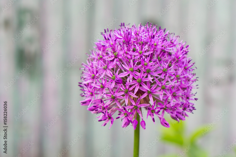 Obraz premium Album, blühender Zierlauch, Blüte