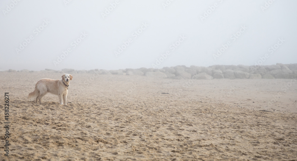 dog enjoying time on misty beach