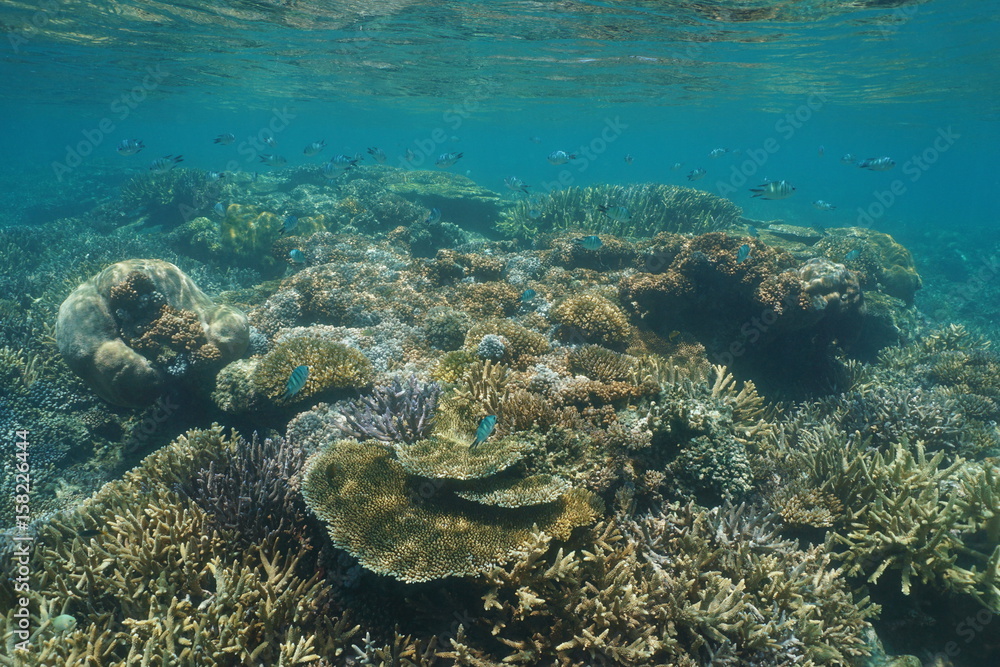Obraz premium Healthy coral reef underwater with soft and stony corals in shallow water, lagoon of Grande-Terre island, New Caledonia, south Pacific ocean