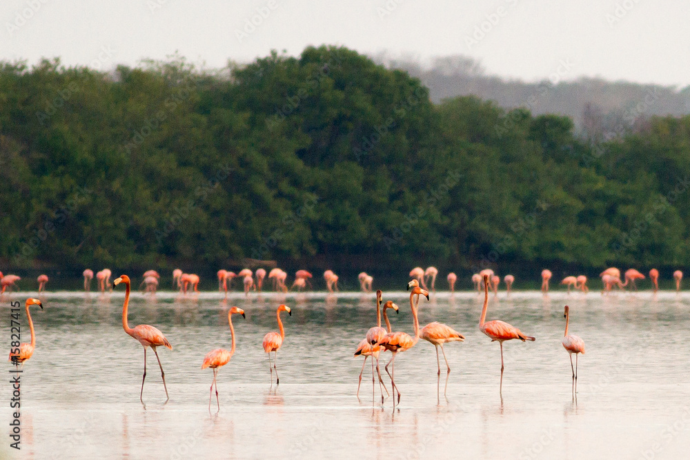 Obraz premium Caribbean Flamingo