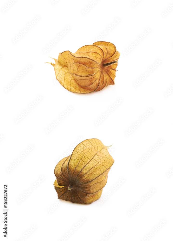 Physalis fruit berry isolated Physalis fruit berry isolated