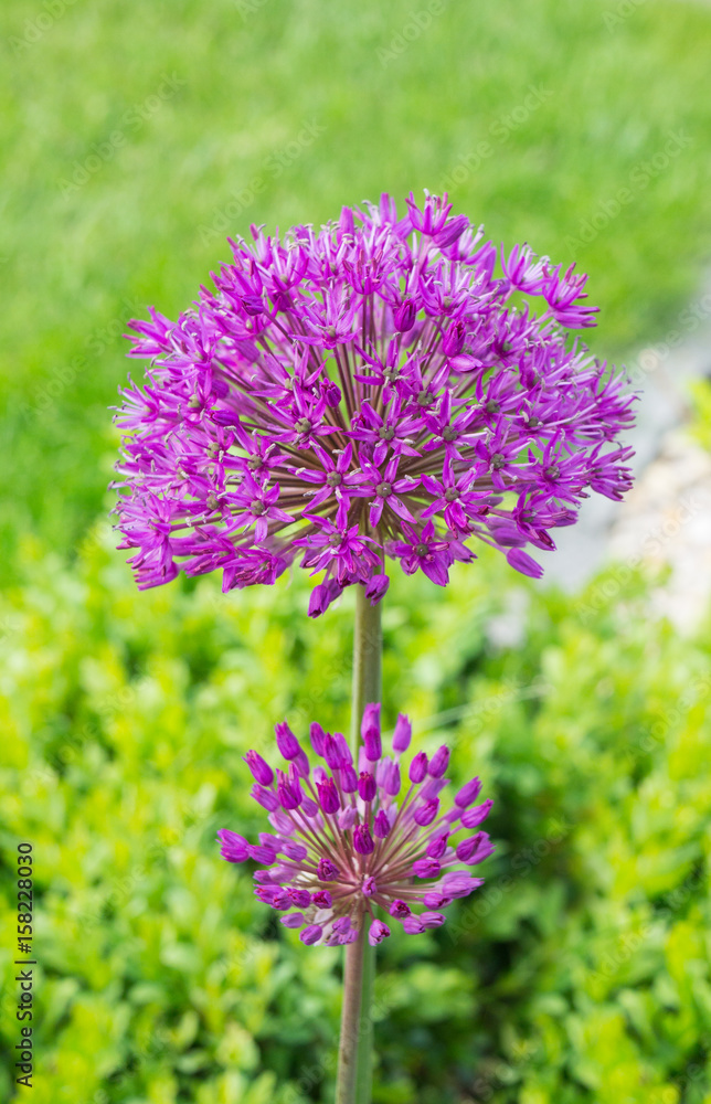 Fototapeta premium Zierlauch, Alium, Blüte