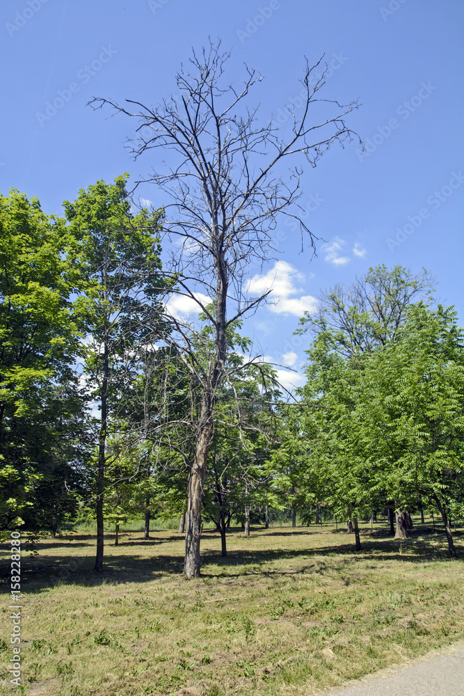 Dry tree in the park