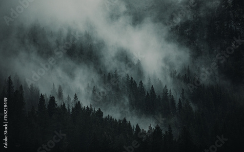 Fog Flowing Between Trees