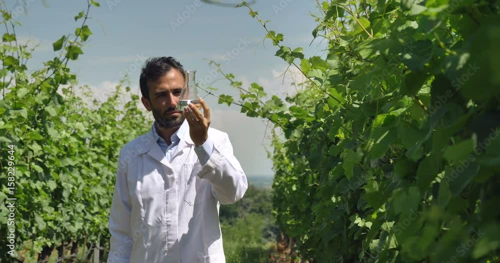 Specialist for plants, checks the grape fields, takes the moisture leaf, in a white coat, a background of greenery Concept ecology, wine, bio product, inspection, water, natural products, professional Specialist for plants, checks the grape fields, takes the moisture leaf, in a white coat, a background of greenery Concept ecology, wine, bio product, inspection, water, natural products, professional