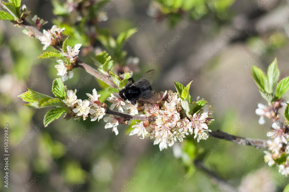 Bumblebee on a cherry branch gathers nectar from a flower. Bumblebee on a cherry branch gathers nectar from a flower.