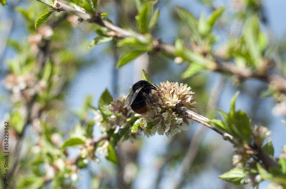 Bumblebee on a cherry branch gathers nectar from a flower. Bumblebee on a cherry branch gathers nectar from a flower.