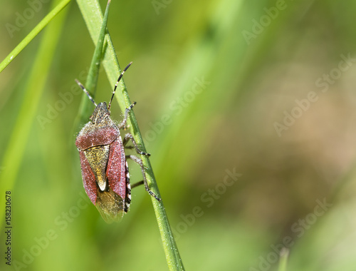 Dolycoris baccarum. A sloe bug or hairy shieldbug on a green grass straw photo