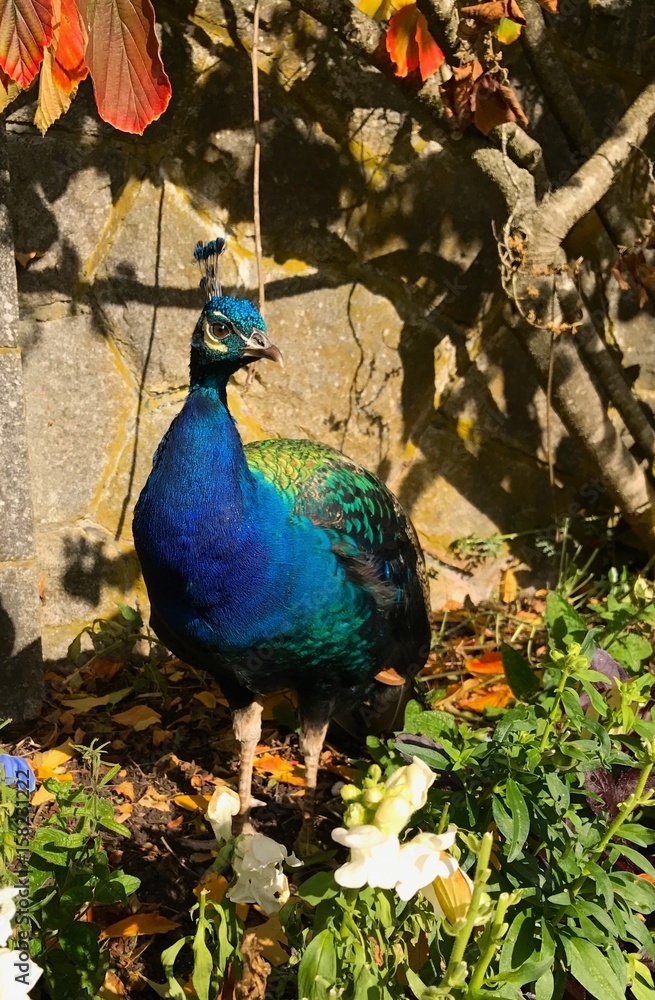Obraz premium Peacock Capture
